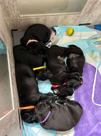 Staffordshire Bull Terrier for sale by ONLYSWEETNES