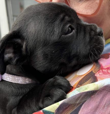 Staffordshire Bull Terrier for sale by ONLYSWEETNES
