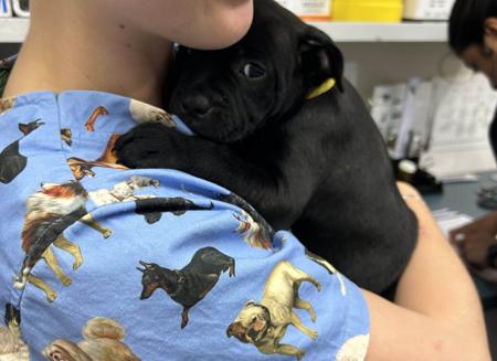 Staffordshire Bull Terrier for sale by ONLYSWEETNES