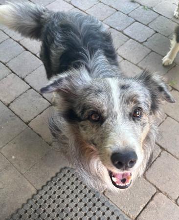 Border Collie for sale by LOLLICOLLIES