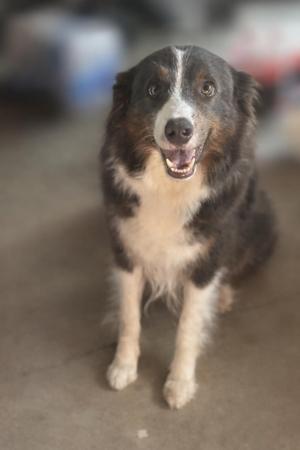 Border Collie for sale by LOLLICOLLIES
