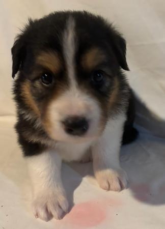 Border Collie for sale by LOLLICOLLIES