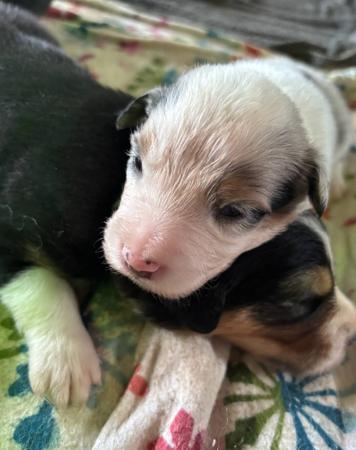Border Collie for sale by LOLLICOLLIES