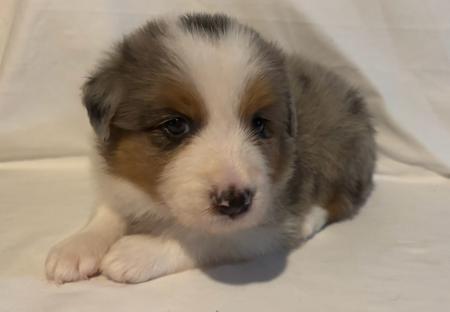 Border Collie for sale by LOLLICOLLIES