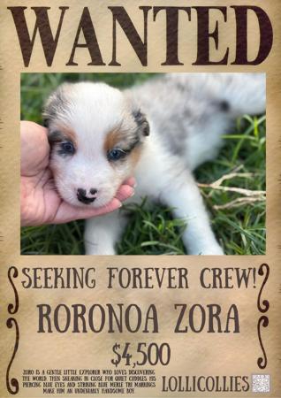 Border Collie puppy for sale by LOLLICOLLIES
