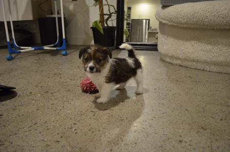 Jack Russell Terrier puppy for sale by BREETOBRY