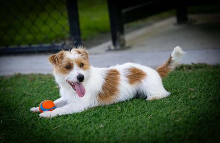 Jack Russell Terrier for sale by BREETOBRY