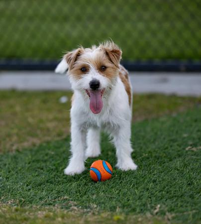 Jack Russell Terrier for sale by BREETOBRY