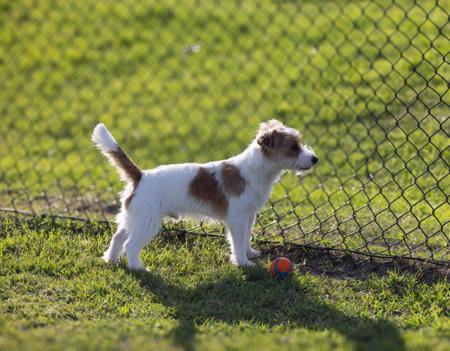 Jack Russell Terrier for sale by BREETOBRY