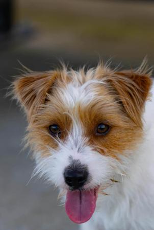Jack Russell Terrier for sale by BREETOBRY