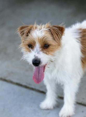 Jack Russell Terrier for sale by BREETOBRY