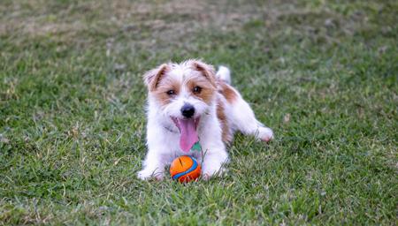 Jack Russell Terrier for sale by BREETOBRY