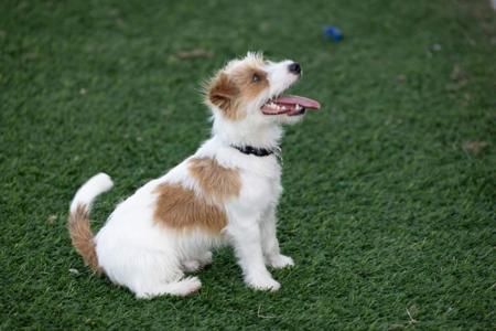 Jack Russell Terrier for sale by BREETOBRY