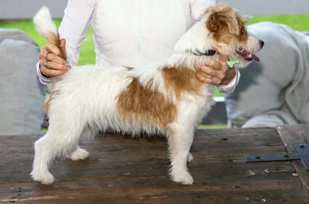 Jack Russell Terrier for sale by BREETOBRY