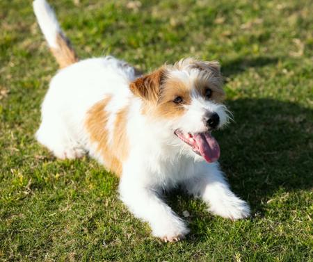Jack Russell Terrier for sale by BREETOBRY