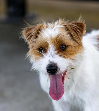 Jack Russell Terrier for sale by BREETOBRY