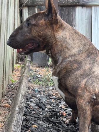 Bull Terrier for sale by AKULALAND