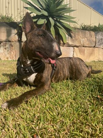 Bull Terrier for sale by AKULALAND