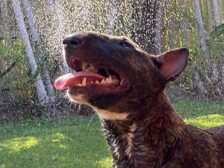 Bull Terrier for sale by AKULALAND