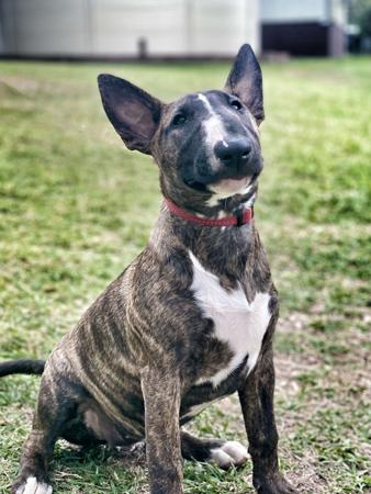 Bull Terrier for sale by AKULALAND