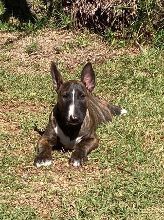 Bull Terrier for sale by AKULALAND