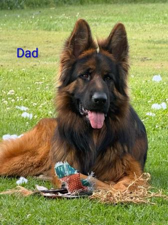 German Shepherd Dog puppy for sale by KAELRIDGE