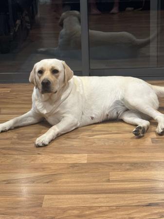 Labrador Retriever for sale by CONCANNON