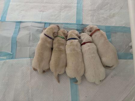 Labrador Retriever for sale by CONCANNON