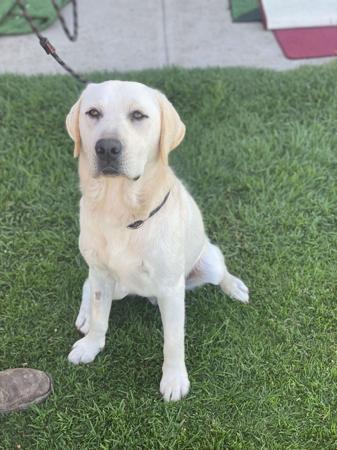 Labrador Retriever for sale by CONCANNON