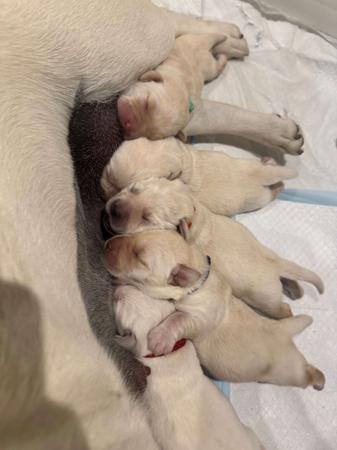 Labrador Retriever for sale by CONCANNON