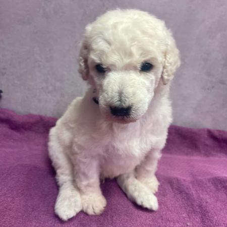 Poodle (Standard) for sale by SAFFRONSSTP