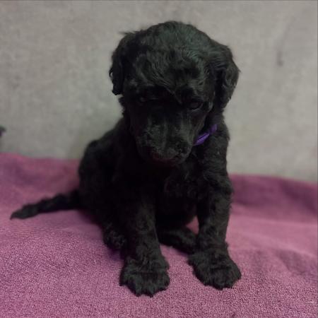 Poodle (Standard) for sale by SAFFRONSSTP