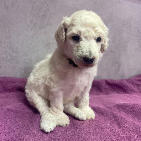 Poodle (Standard) for sale by SAFFRONSSTP