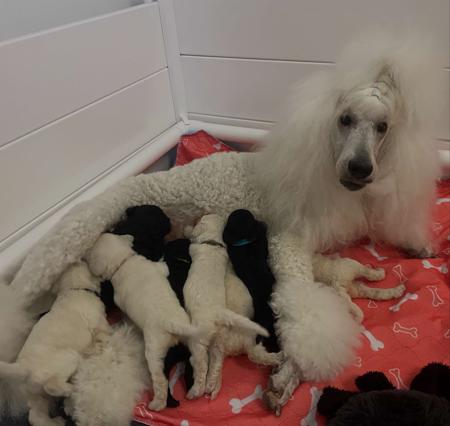 Poodle (Standard) for sale by SAFFRONSSTP