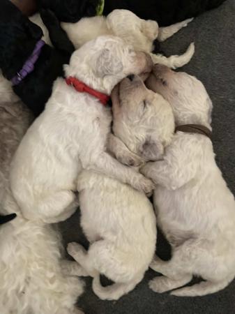 Poodle (Standard) for sale by SAFFRONSSTP