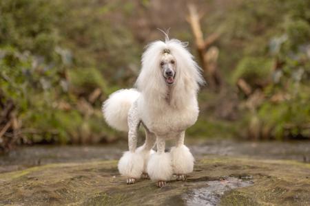 Poodle (Standard) for sale by SAFFRONSSTP