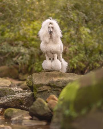 Poodle (Standard) for sale by SAFFRONSSTP