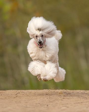 Poodle (Standard) for sale by KEIRAAPRIL