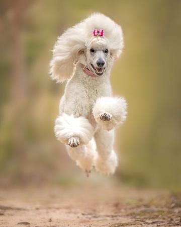 Poodle (Standard) for sale by SAFFRONSSTP
