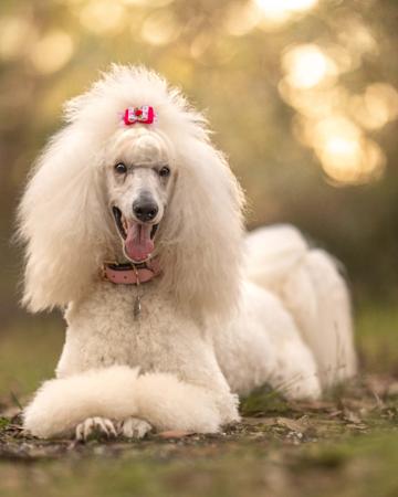 Poodle (Standard) for sale by SAFFRONSSTP