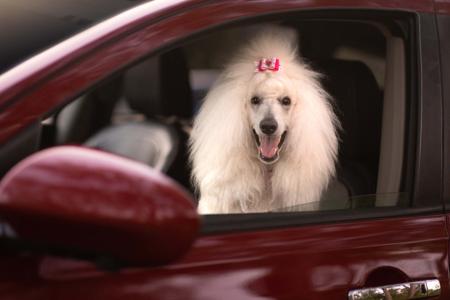 Poodle (Standard) for sale by SAFFRONSSTP