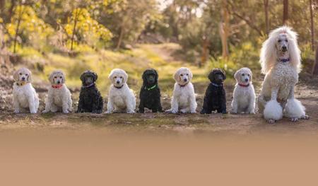 Poodle (Standard) puppy for sale by KEIRAAPRIL