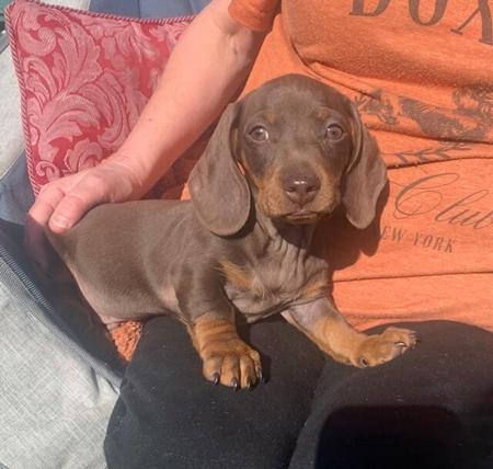 Dachshund (Miniature Smooth Haired) for sale by DACHS4GAYLE
