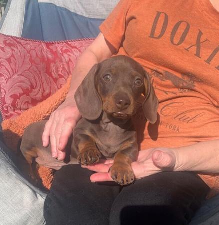 Dachshund (Miniature Smooth Haired) for sale by THUNDERFIRE