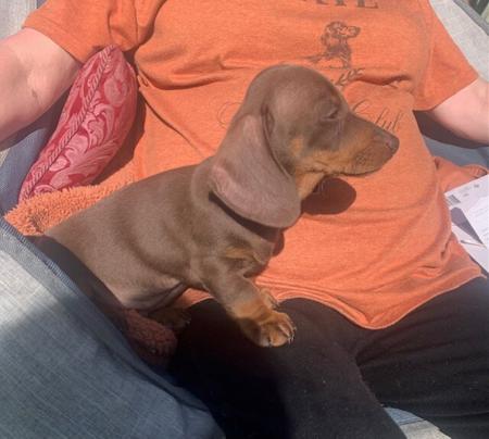 Dachshund (Miniature Smooth Haired) for sale by THUNDERFIRE