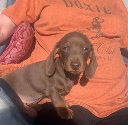 Dachshund (Miniature Smooth Haired) for sale by THUNDERFIRE