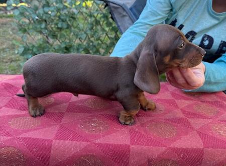 Dachshund (Miniature Smooth Haired) for sale by THUNDERFIRE