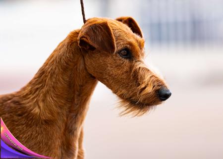 Irish Terrier puppy for sale by KUSHTIBOK