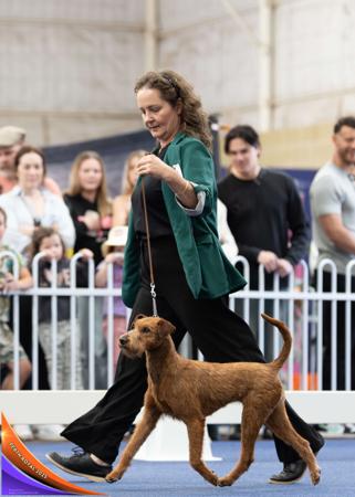 Irish Terrier for sale by KUSHTIBOK