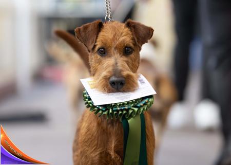 Irish Terrier for sale by KUSHTIBOK